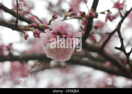 Pink cherry blossoms (Prunus) on a branch in spring against a bright, softly blurred background, close-up shot. Stock Photo