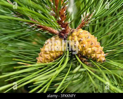 Close-up of two green young cones on a Macedonian Pine (Pinus peuce) branch. Macedonian pine, or Rumelian pine tree details in Kyiv, Ukraine. Stock Photo