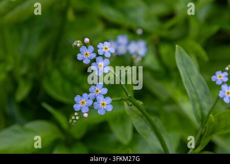 Bright blue Myosotis flowers commonly known as Forget-me-nots stand out against vibrant green leaves capturing the beauty of spring in a garden settin Stock Photo