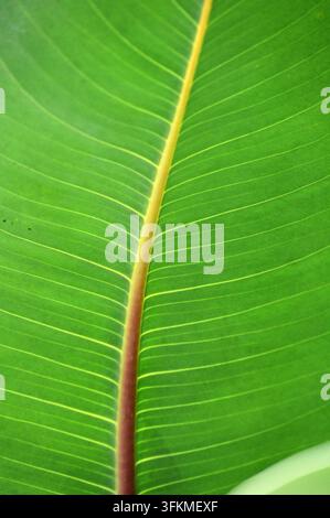 Vertical macro photograph showing detailed veins and smooth texture of a vibrant green tropical leaf Stock Photo