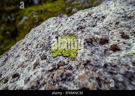 Macro photograph of bright green map lichen Rhizocarpon geographicum growing on coarse granite rock surface. Stock Photo