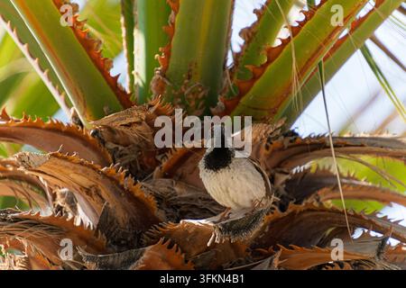 Front view of a male house sparrow perched in the center of a palm tree crown surrounded by serrated frond stems. Stock Photo