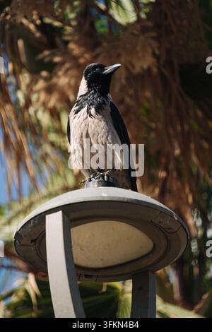 A hooded crow standing on top of a round street lamp in front of a palm tree, looking to the side. Stock Photo