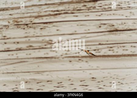 A small bird with pointed wings flying low over a sandy beach with tire tracks and footprints. Stock Photo