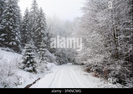 Snow-covered forest road disappearing into mist in Sumava National Park, Czech Republic, surrounded by snow-covered trees in a magical winter landscap Stock Photo