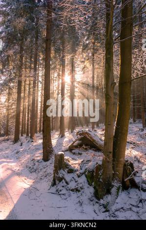 Mystical sunrise with golden sun rays streaming through trees in Sumava National Park, Czech Republic, illuminating a snow-covered winter forest lands Stock Photo