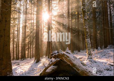 Mystical sunrise with golden sun rays streaming through trees in Sumava National Park, Czech Republic, illuminating a snow-covered winter forest lands Stock Photo