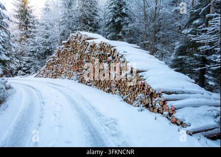 Snow-covered forest road with a neatly stacked pile of cut logs along the roadside in a winter woodland landscape. Stock Photo