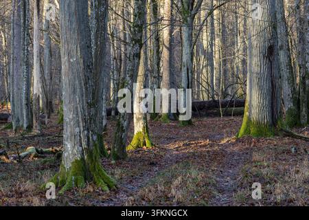Bialowieza Forest showing a dense primeval woodland with sunlit ancient trees. Moss covered trunks. And fallen logs on a leaf covered forest floor Stock Photo