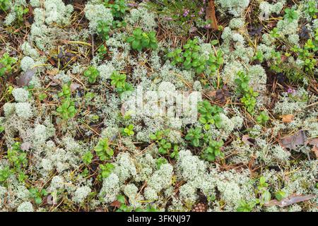 Horizontal Top Down View of Reindeer Lichen and Forest Floor Texture Stock Photo