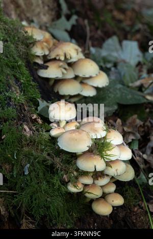 Cluster of wild mushrooms growing on a moss-covered tree trunk in Savernake Forest woodland Stock Photo