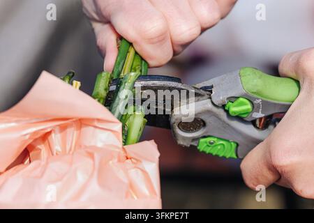 Hands cutting green plant stems with pruning shears over a garden waste bag. Closeup of manual trimming and garden maintenance. Stock Photo