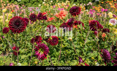 Vibrant dahlia flowers in burgundy, pink, orange, yellow, and white blooming across a lush summer garden with layered foliage and colorful floral bord Stock Photo