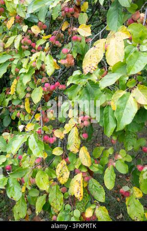 Vertical branch with many small pink and yellow apples among green and yellow leaves. Natural orchard scene with fruits hanging on thin stems and soft Stock Photo
