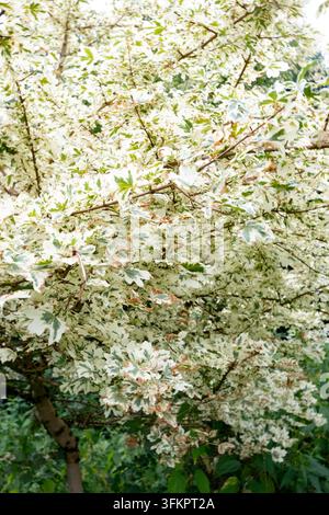 A vertical view of variegated maple leaves with green centers, creamy white edges and dry brown tips. The foliage forms a light textured pattern. Orna Stock Photo