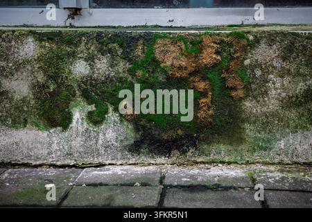 Moss and algae colonization beneath window on wet concrete wall, organic growth, damp surface and natural weathering caused by persistent exterior moisture. Stock Photo