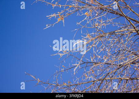 Icy tree branches against a clear blue winter sky, frozen nature background with sparkling frost and seasonal cold weather atmosphere Stock Photo