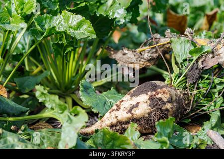 Close-up of a freshly harvested raw sugar beet root lying on the ground among green tops in a sunny agricultural field during autumn harvest season. Stock Photo