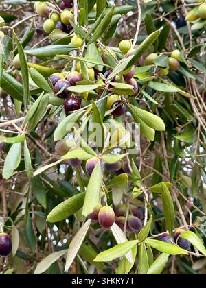 Green and purple olives ripening on olive tree Stock Photo