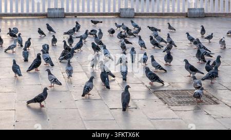 Large flock of pigeons gathering on pavement in busy urban environment ...