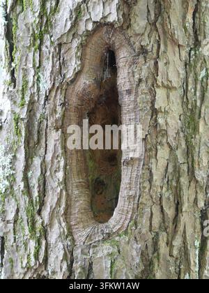 A close-up view of weathered tree bark in western Massachusetts featuring a distinctive vertical hollow knot opening into a natural cavity. Stock Photo