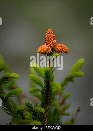Close-up of orange male pollen cones and fresh green growth on a young spruce tree in northern Sweden. Stock Photo