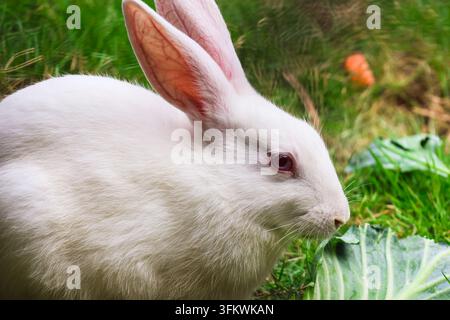 Hungry White Bunny Enjoying Fresh Vegetables in the Garden. A cute white rabbit sitting on a lush green lawn, focused on chewing a large cabbage leaf. Stock Photo