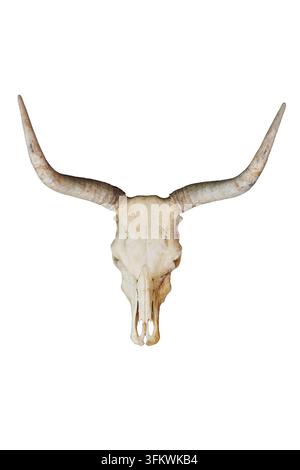 Longhorn cattle skull isolated on white background Stock Photo