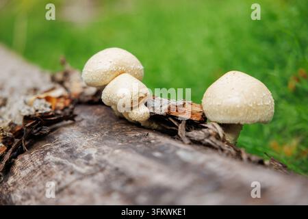 White mushrooms growing on decaying wood in forest Stock Photo