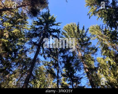 Looking Up Through Pine Trees Into a Blue Sky Stock Photo