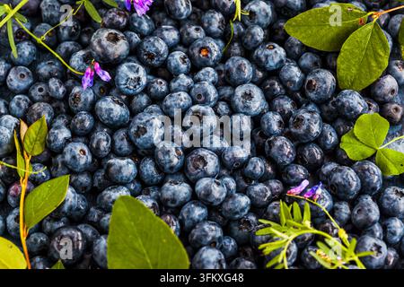 Top view of fresh ripe summer blueberries as a background Stock Photo