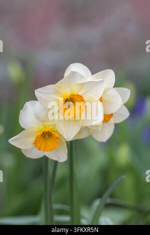 Close-up of blooming daffodil flowers with white petals and orange cups on a blurred natural background. Stock Photo