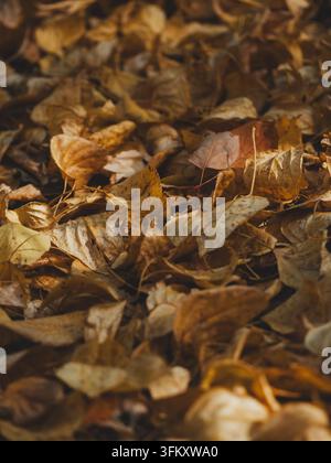 Vertical matte texture of dry golden foliage carpet under trees in october. Atmospheric minimalism, deep shadows, brown earthy tones, melancholy mood, empty space for smartphone wallpaper Stock Photo