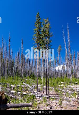 Post-fire forest landscape in Oregon showing dead trees and new saplings growing amidst downed logs and clear blue sky. Stock Photo