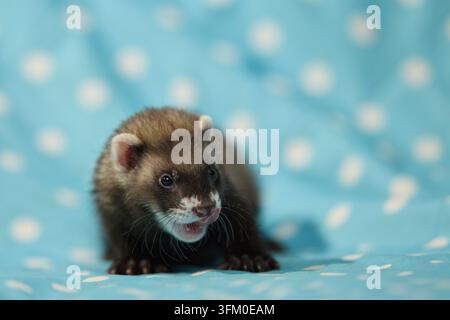 Adorable eight week old ferret pup resting on blue fabric with white polka dots Stock Photo