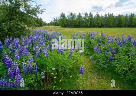 Vibrant purple lupine flowers blooming in a lush green meadow near Gluggafoss in Iceland during the summer season, with trees and a cloudy sky in the Stock Photo