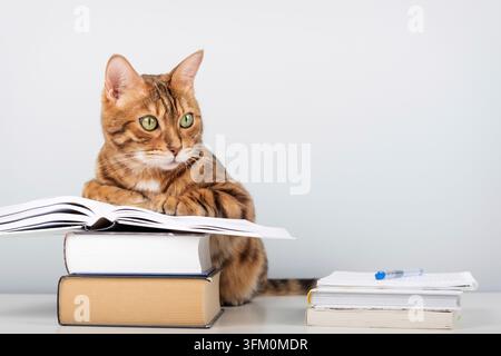 Bengal cat sitting on table near open book lying on stack of other books against light blue wall with space for text Stock Photo
