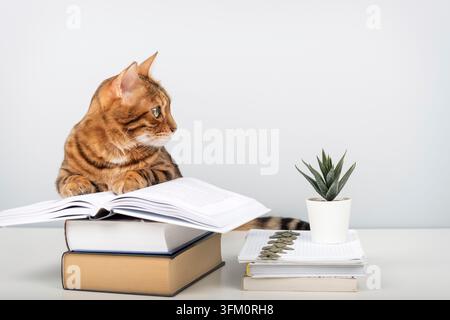 A Bengal cat sits on a table with an open book on top of a stack of other books. This clever pet, with books, is against a blue wall with space for te Stock Photo