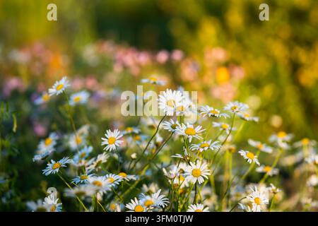 Leucanthemum vulgare, oxeye daisy, a wildflower with bright white ray florets surrounding golden-yellow flower centers, blooming among meadow grasses. Stock Photo