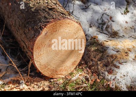 Close the freshly cut tree trunk with resin drops. Stock Photo