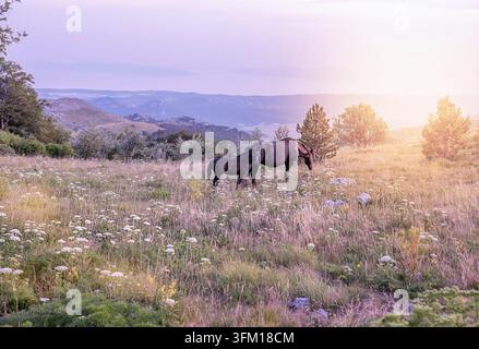 A view of two beautiful black horses in the sunset Stock Photo