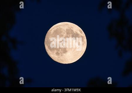 The full moon, which is also called harvest moon or autumn moon in September, glows in the evening sky, Frankfurt am Main, Hesse, Germany Stock Photo