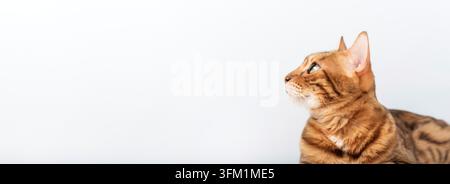 Side view portrait of an alert Bengal cat looking forward with curiosity. Perfect for design projects with copy space for text or logo Stock Photo