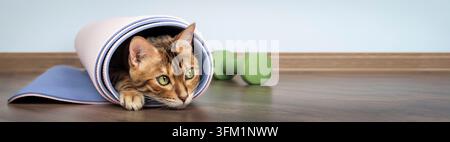Bengal cat lies in a rolled yoga mat with green dumbbells on wooden floor. Home training and healthy lifestyle concept with large copy space Stock Photo