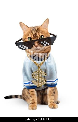 Stylish Bengal cat in fashionable pixel glasses and with a gold necklace on its neck on a white background Stock Photo
