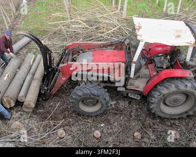 Man operating a red tractor with a hydraulic grab attachment, moving freshly cut tree logs in a forest Stock Photo