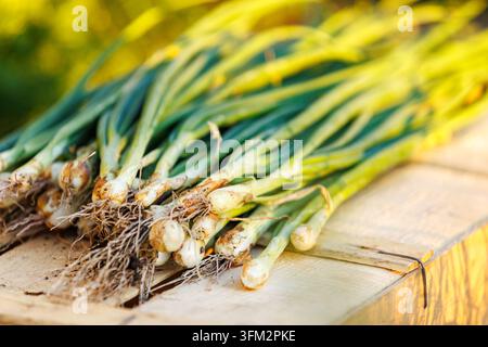 Close-up of a bunch of fresh, organic green onions with dirt on roots, resting on a rustic wooden crate, natural warm lighting. Stock Photo