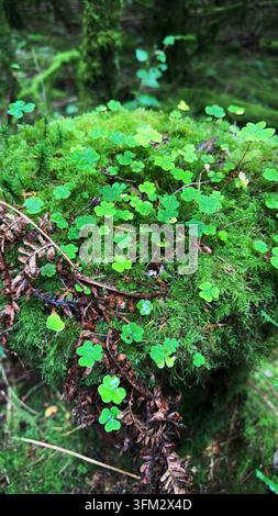 Wood-Sorrel and moss growing on an old tree stump in Bannau Brycheiniog, Brecon Beacons, Wales. Stock Photo