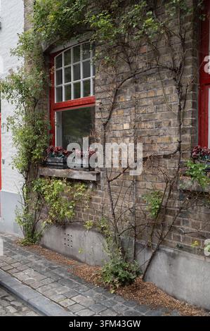 A view of a brick building facade in Bruges featuring a red-framed window with flower boxes. Climbing vines grow up the wall, and the scene is lit by Stock Photo
