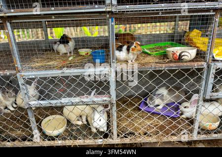 A rabbit enclosure with hutches, hay, bowls, and wire fencing Stock Photo